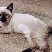 Cleo Lynn joined the competition — help win amazing prizes! siamese_cat, kitten, cat, blue_eyes, fur, ears, paws, tail, wooden_floor, flooring, indoor, pet, animal, cute, lying_down, looking_at_camera, scratch_pad, pattern, floral, cozy