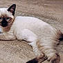siamese_cat, kitten, cat, blue_eyes, fur, ears, paws, tail, wooden_floor, flooring, indoor, pet, animal, cute, lying_down, looking_at_camera, scratch_pad, pattern, floral, cozy