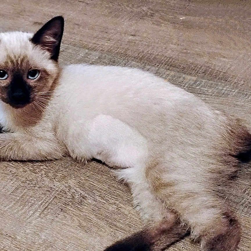 Cleo Lynn joined the competition — help win amazing prizes! animal, blue_eyes, cat, cozy, cute, ears, flooring, floral, fur, indoor, kitten, looking_at_camera, lying_down, pattern, paws, pet, scratch_pad, siamese_cat, tail, wooden_floor