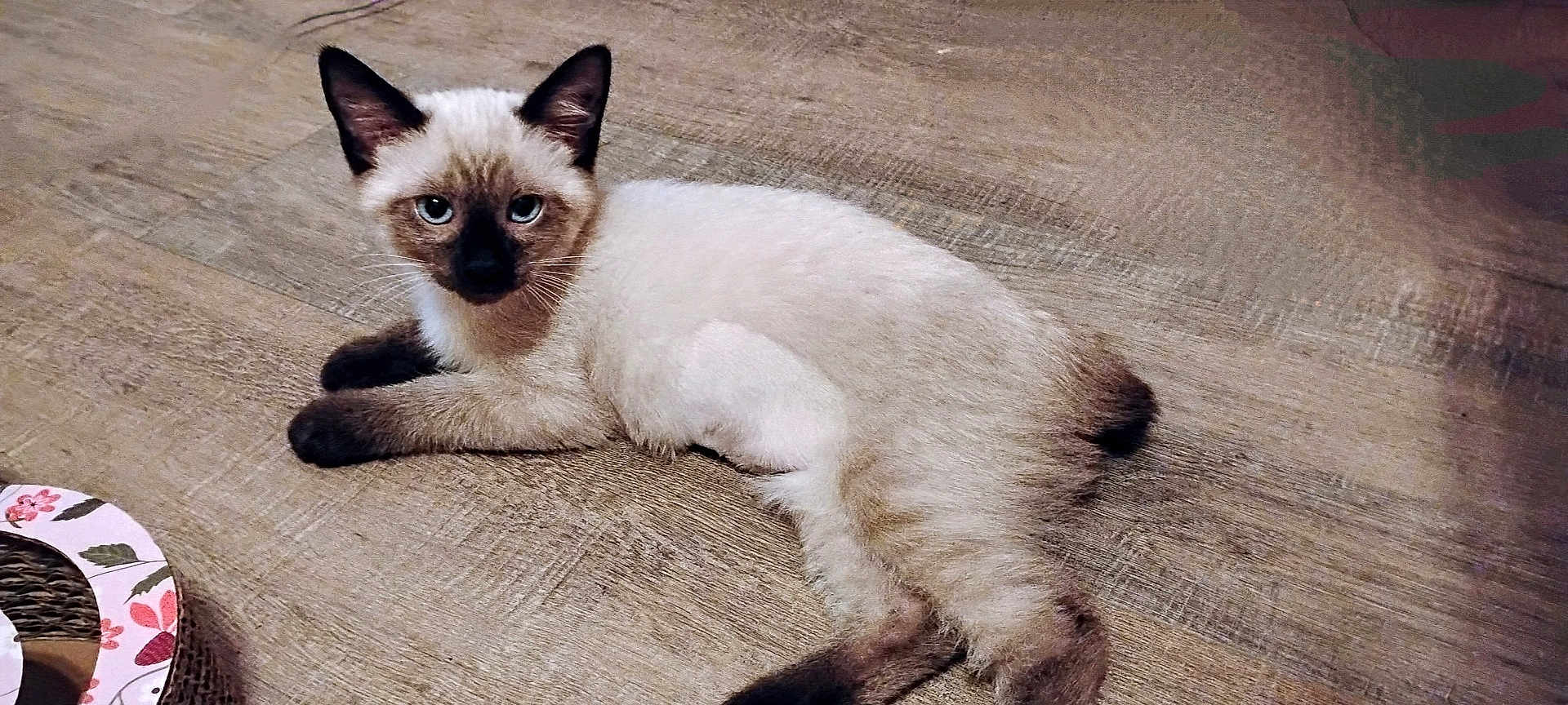 Cleo Lynn joined the competition — help win amazing prizes! siamese_cat, kitten, cat, blue_eyes, fur, ears, paws, tail, wooden_floor, flooring, indoor, pet, animal, cute, lying_down, looking_at_camera, scratch_pad, pattern, floral, cozy