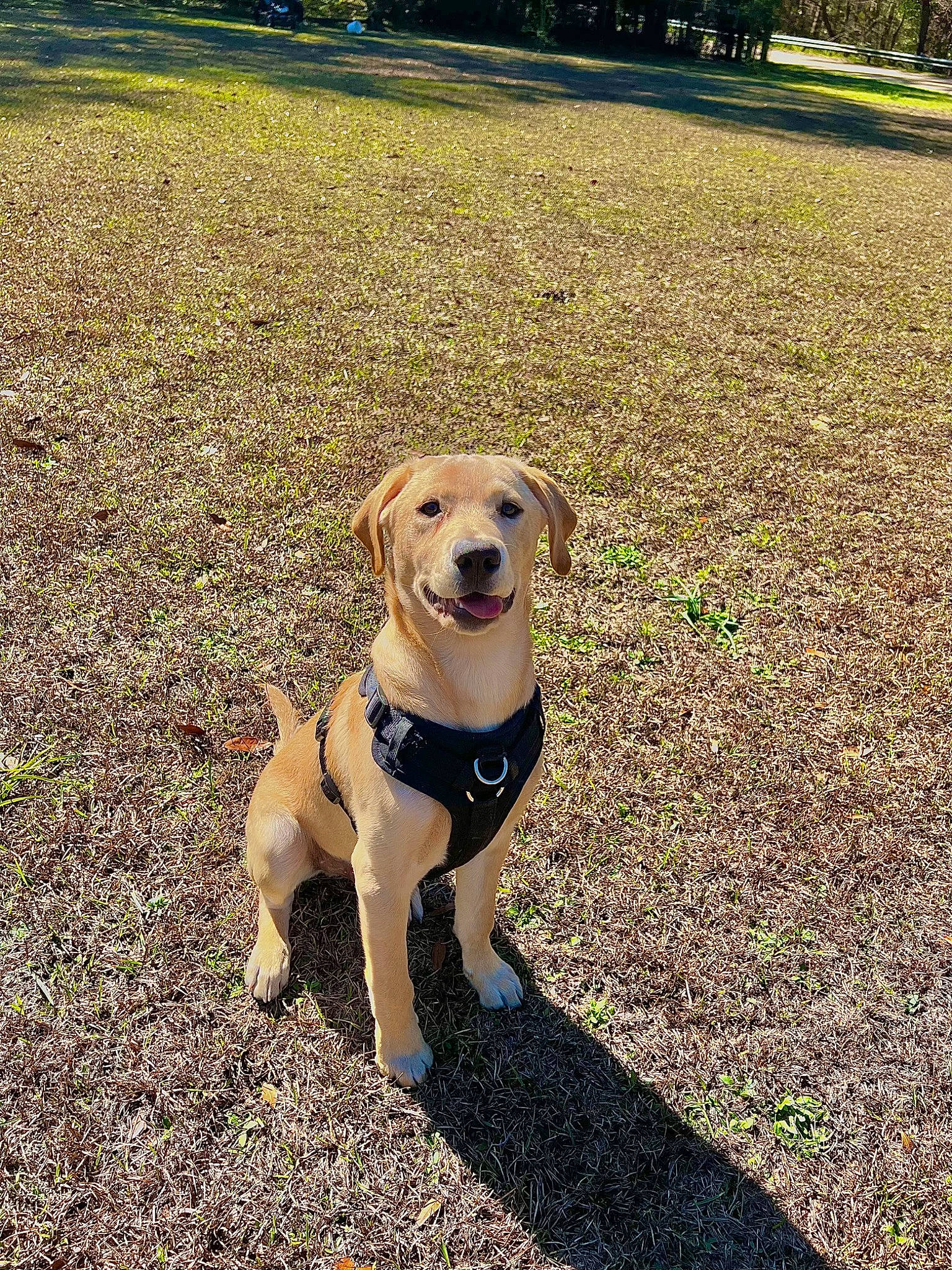 Nash joined the competition — help win amazing prizes! carnivore, collar, companion_dog, dog, dog_breed, dog_collar, fawn, grass, lawn, mammal, pet_supply, plant, retriever, soil, sporting_group, sunlight, tail, tree, vertebrate, working_animal