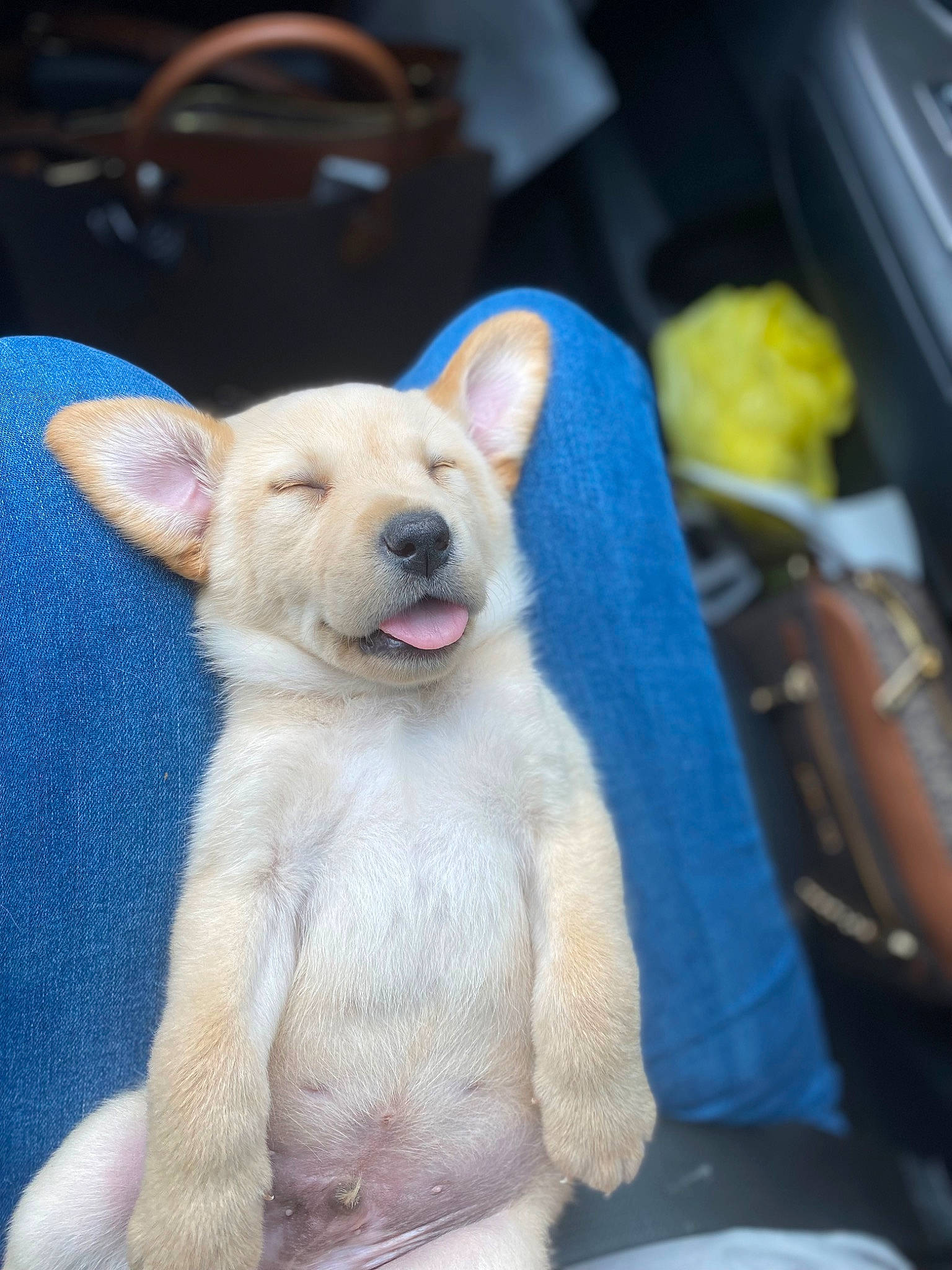 Nash joined the competition — help win amazing prizes! canidae, carnivore, companion_dog, dog, dog_breed, fawn, jaw, non_sporting_group, snout, terrestrial_animal, whiskers