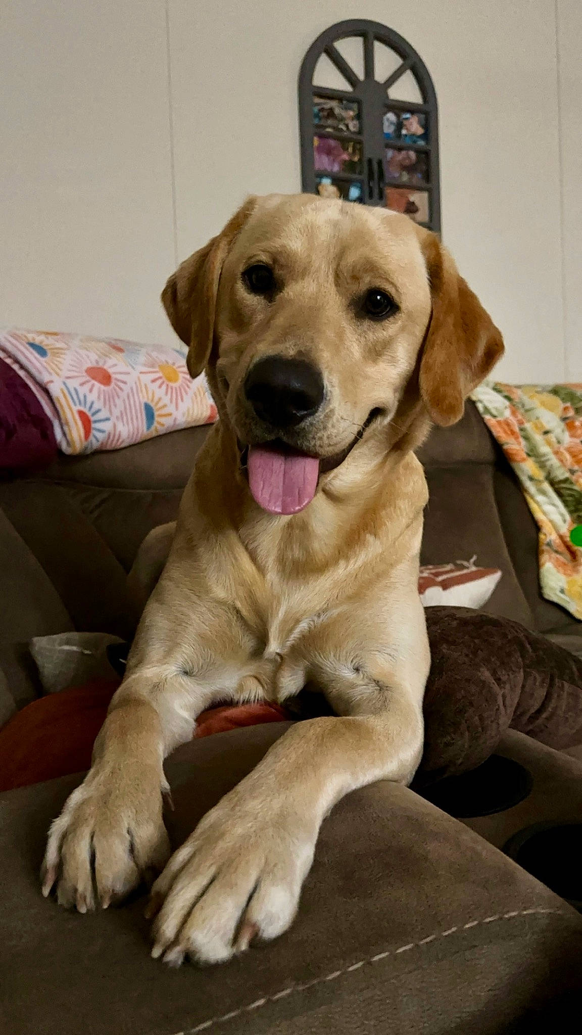 Nash joined the competition — help win amazing prizes! carnivore, collar, comfort, companion_dog, couch, dog, dog_breed, dog_collar, dog_supply, fawn, fur, gun_dog, liver, pet_supply, plant, retriever, smile, snout, whiskers, working_animal