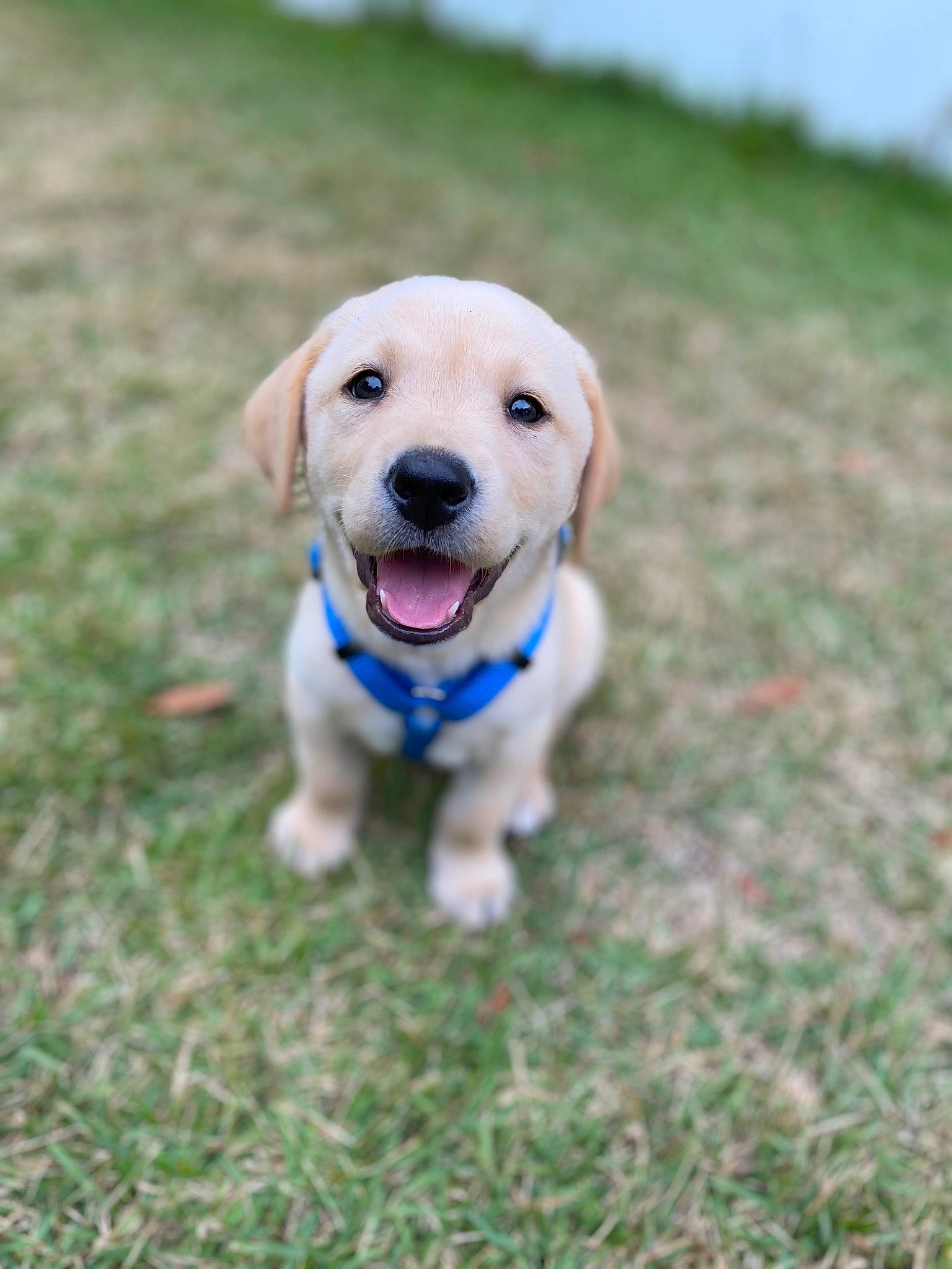 Nash is registered to the contest to win money with this photo: canidae, carnivore, collar, companion_dog, dog, dog_breed, dog_clothes, dog_collar, dog_supply, fawn, grass, leash, pet_supply, plant, retriever, snout, soil, sporting_group, tail, working_animal