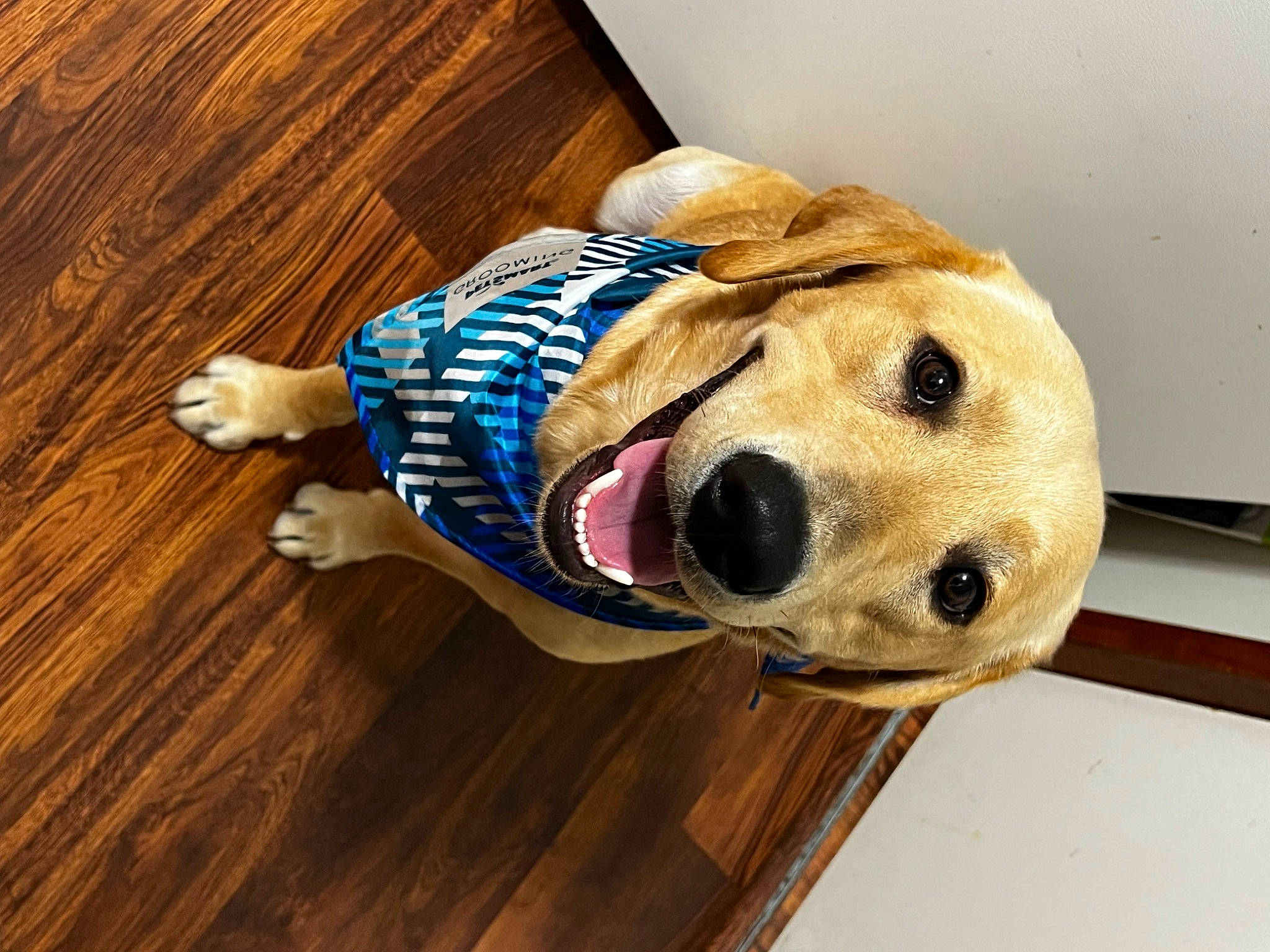 Nash is registered to the contest to win money with this photo: canidae, carnivore, collar, companion_dog, dog, dog_breed, dog_supply, fawn, floor, flooring, fur, hardwood, pet_supply, plank, snout, varnish, wood, wood_flooring, wood_stain, working_animal