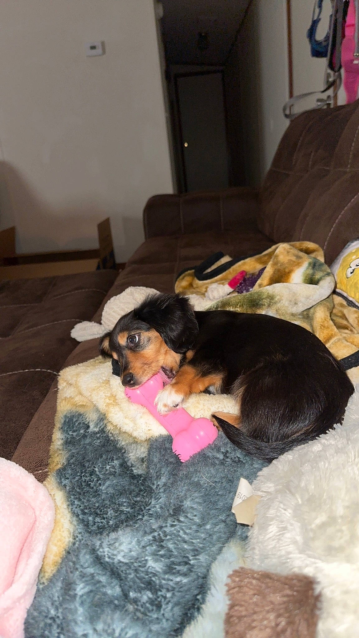 Nova is registered to the contest to win money with this photo: carnivore, comfort, companion_dog, couch, dog, dog_breed, dog_supply, door, floor, flooring, fur, linens, living_room, mammal, nap, room, sunglasses, vertebrate, watch, water_dog