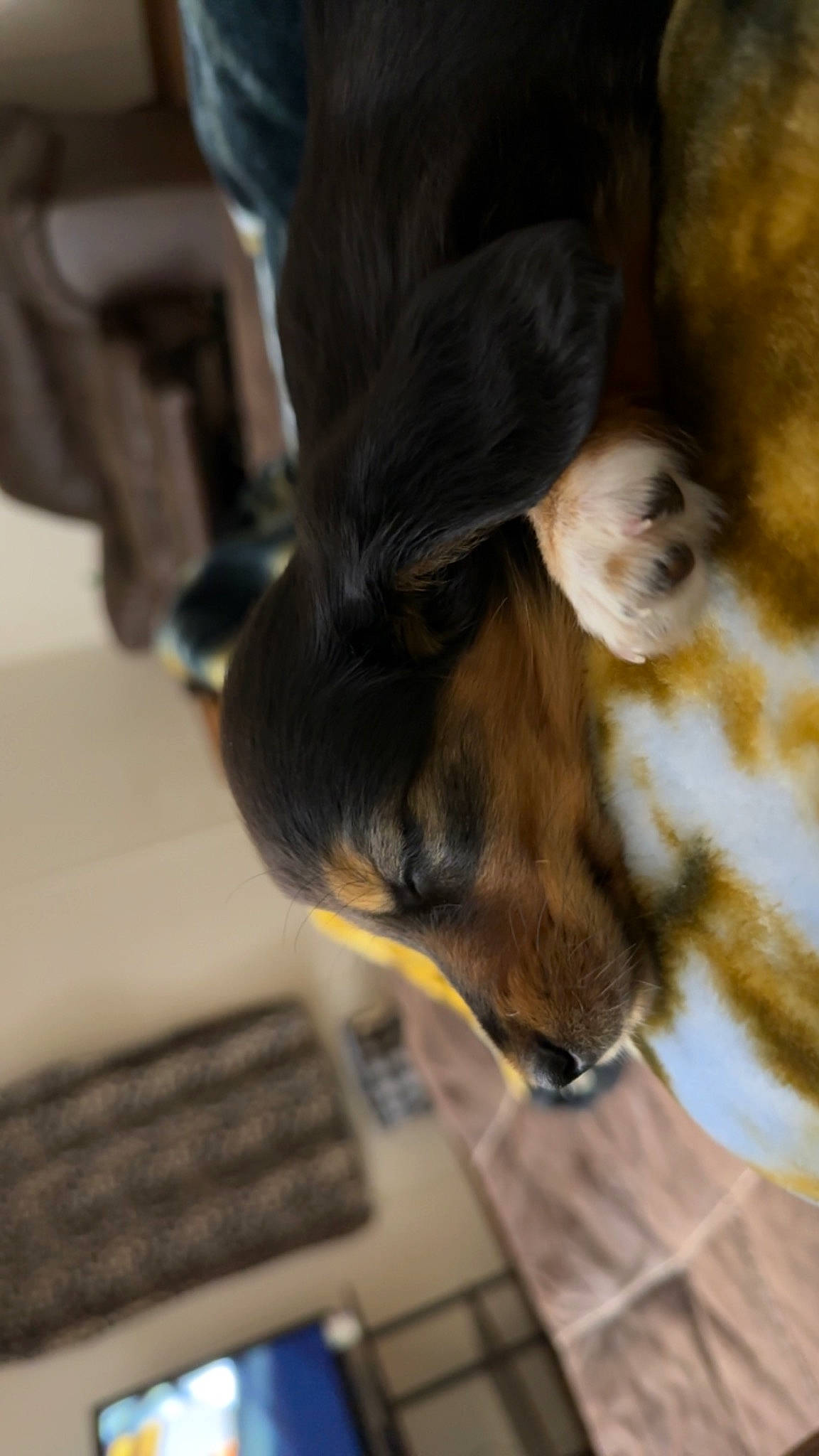 Nova is registered to the contest to win money with this photo: canidae, carnivore, claw, companion_dog, dog, dog_breed, ear, fawn, fur, guard_dog, human_leg, liver, pet_supply, puppy, sporting_group, tail, terrestrial_animal, whiskers, working_animal