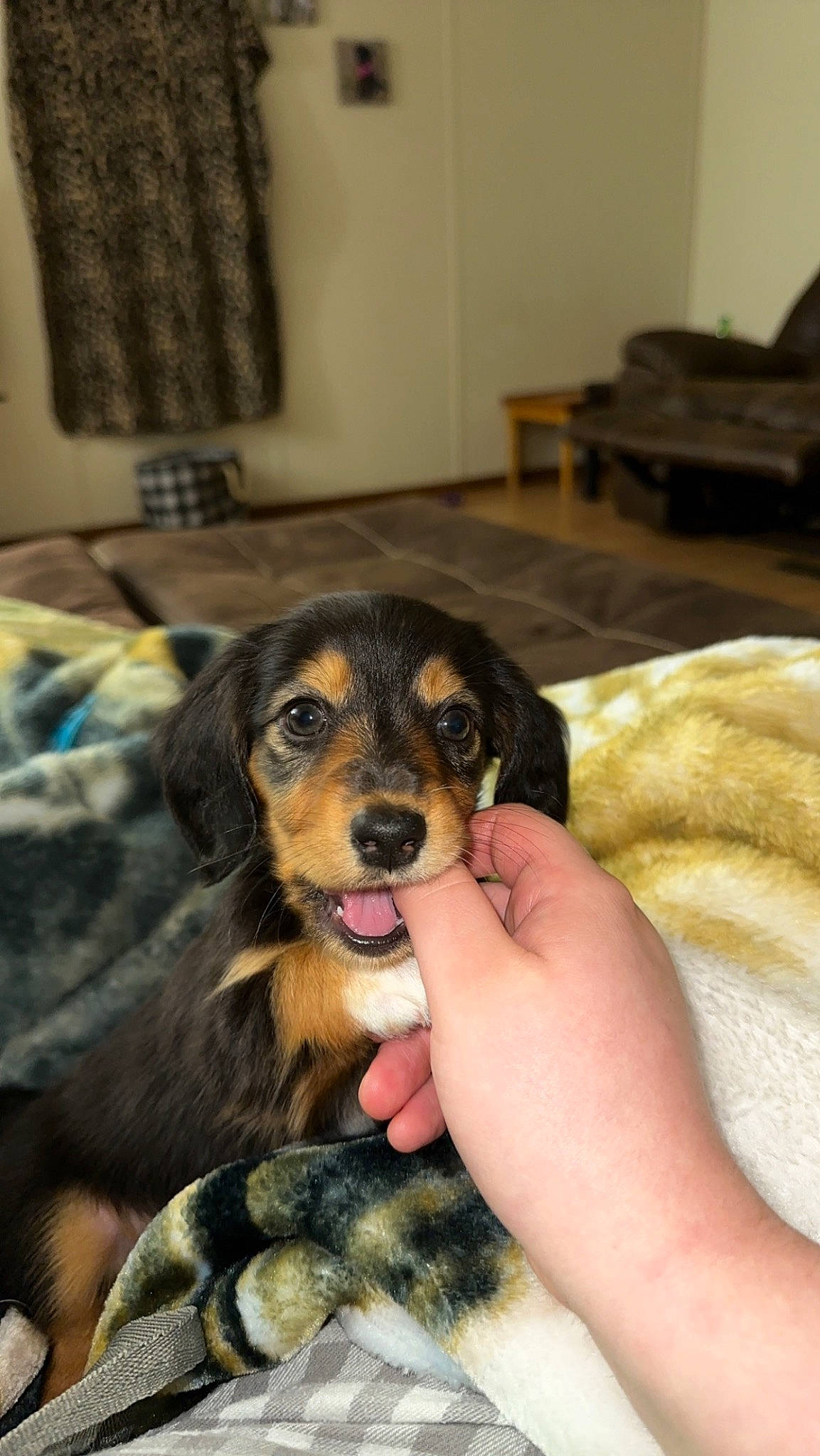 Nova joined the competition — help win amazing prizes! canidae, carnivore, comfort, companion_dog, couch, curtain, dog, dog_breed, fawn, fur, guard_dog, nail, paw, picture_frame, room, snout, sporting_group, whiskers, working_animal, working_dog