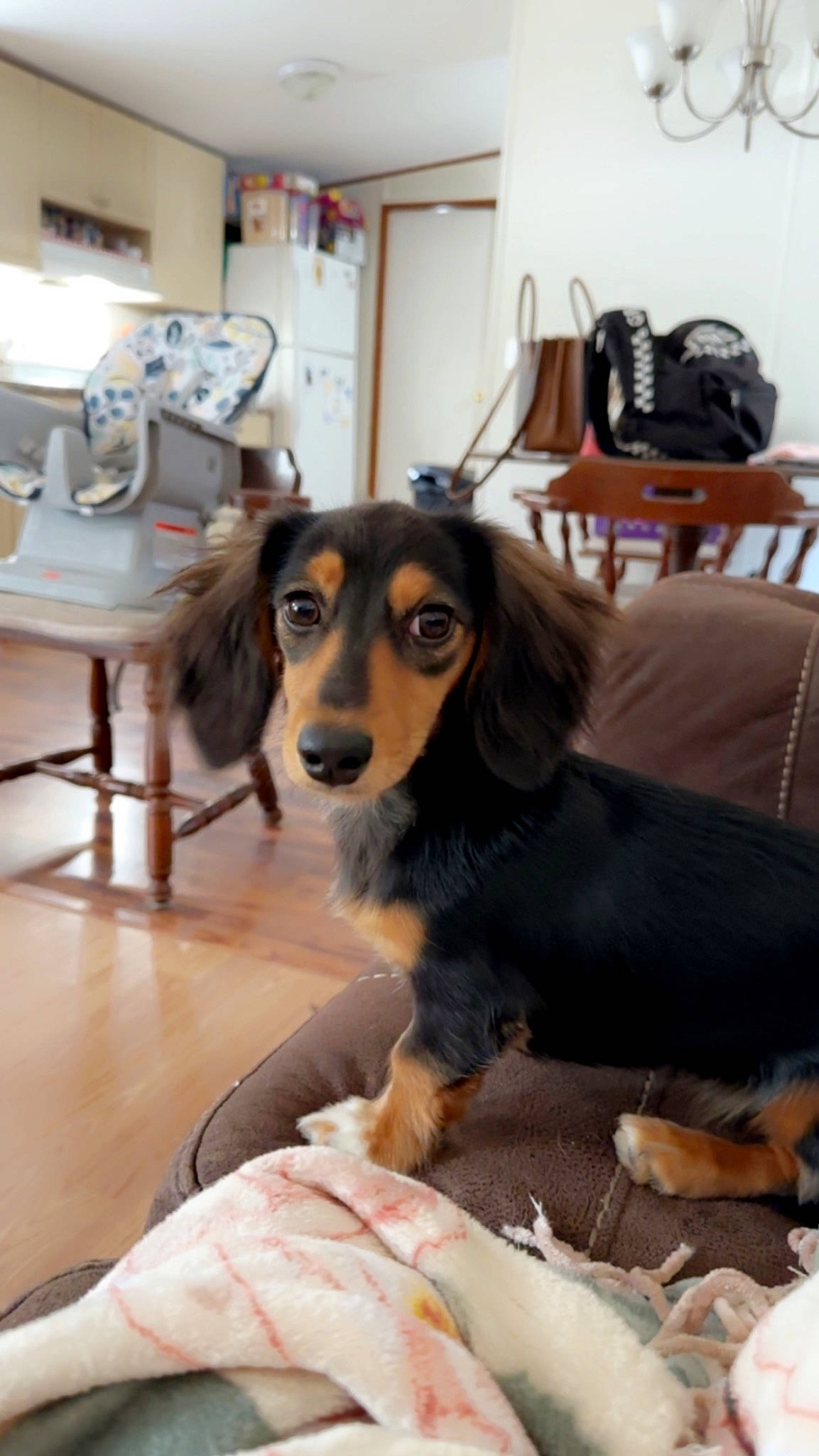 Nova joined the competition — help win amazing prizes! backpack, canidae, carnivore, chair, comfort, companion_dog, dog, dog_breed, flooring, fur, luggage_and_bags, room, sporting_group, table, toy_dog, working_animal, working_dog