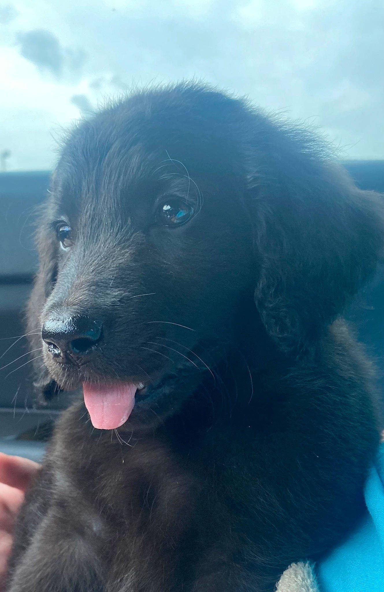 Nala joined the competition — help win amazing prizes! borador, canidae, carnivore, cloud, companion_dog, dog, dog_breed, electric_blue, fur, gun_dog, retriever, sky, snout, sporting_group, whiskers, working_animal, working_dog