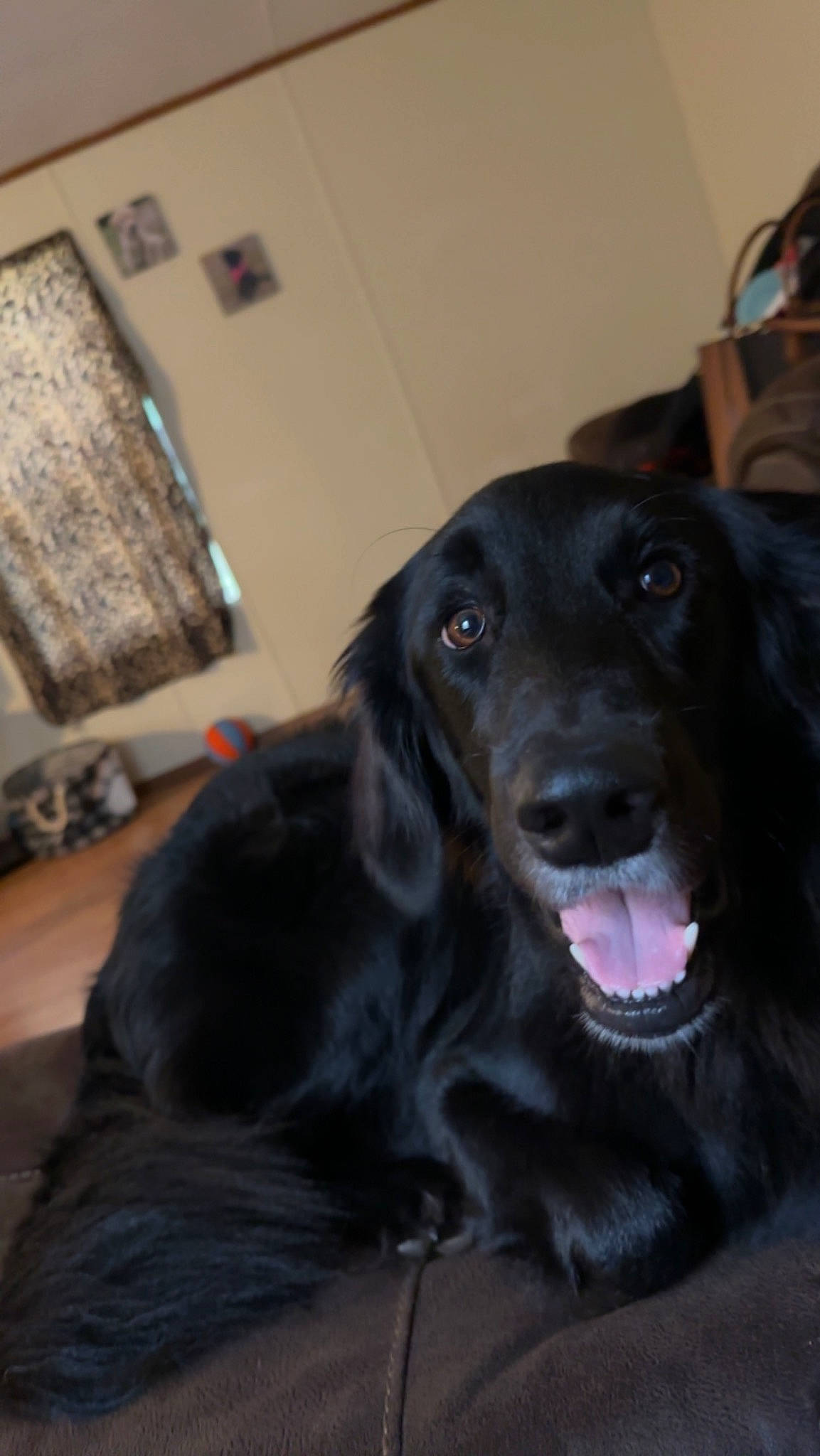 Nala joined the competition — help win amazing prizes! borador, canidae, carnivore, companion_dog, dog, dog_breed, dog_collar, ear, fang, fur, gun_dog, liver, picture_frame, retriever, snout, spaniel, sporting_group, whiskers, working_animal, working_dog