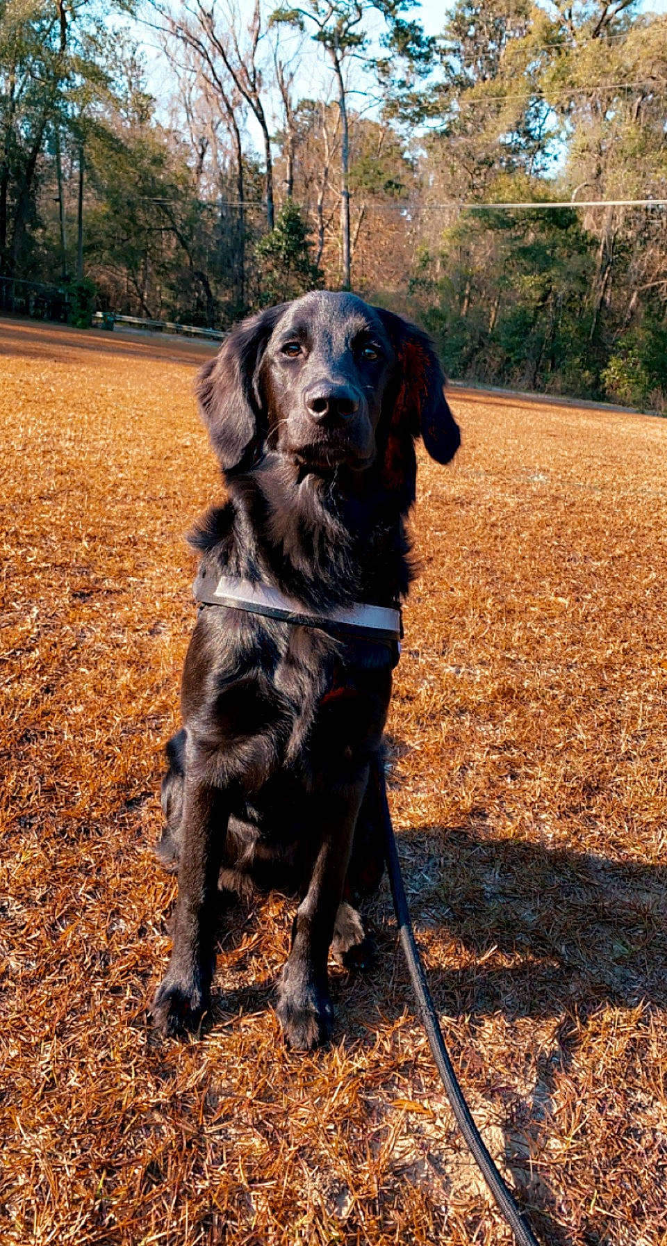 Nala is registered to the contest to win money with this photo: borador, canidae, carnivore, collar, companion_dog, dog, dog_breed, dog_collar, fawn, fur, grass, gun_dog, liver, plant, snout, soil, sporting_group, tail, tree, working_animal