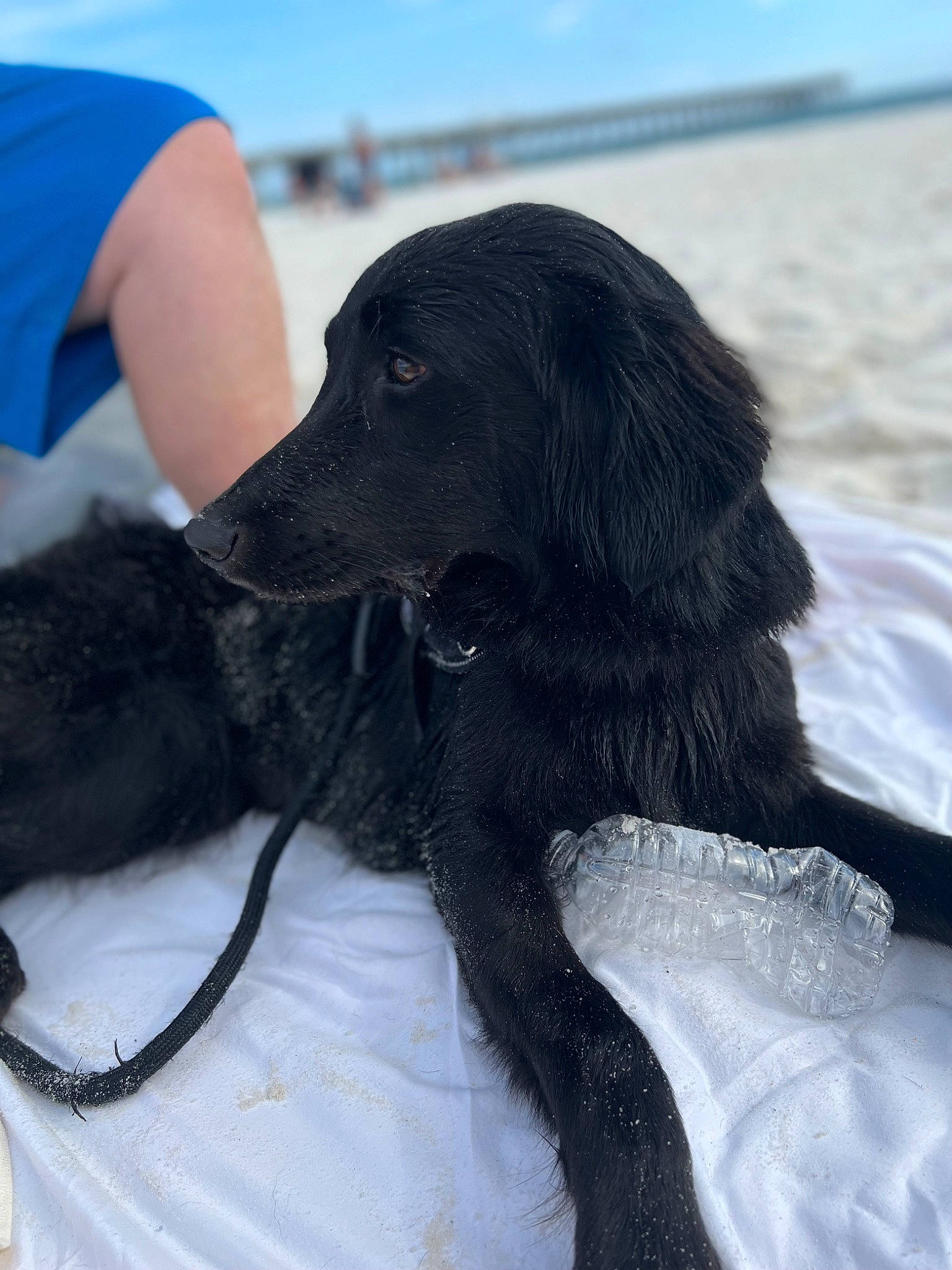 Nala is registered to the contest to win money with this photo: borador, canidae, carnivore, collar, companion_dog, dog, dog_breed, dog_collar, electric_blue, fur, gesture, gun_dog, liver, retriever, sky, snout, sporting_group, vertebrate, whiskers, working_animal