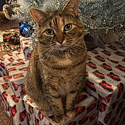 Sassy is registered to the contest to win money with this photo: abyssinian, animal, box, car, cat, couch, egyptiancat, festival, furniture, gift, indoors, kitten, machine, manx, pet, toy, transportation, vehicle, wheel