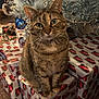 abyssinian, animal, box, car, cat, couch, egyptiancat, festival, furniture, gift, indoors, kitten, machine, manx, pet, toy, transportation, vehicle, wheel