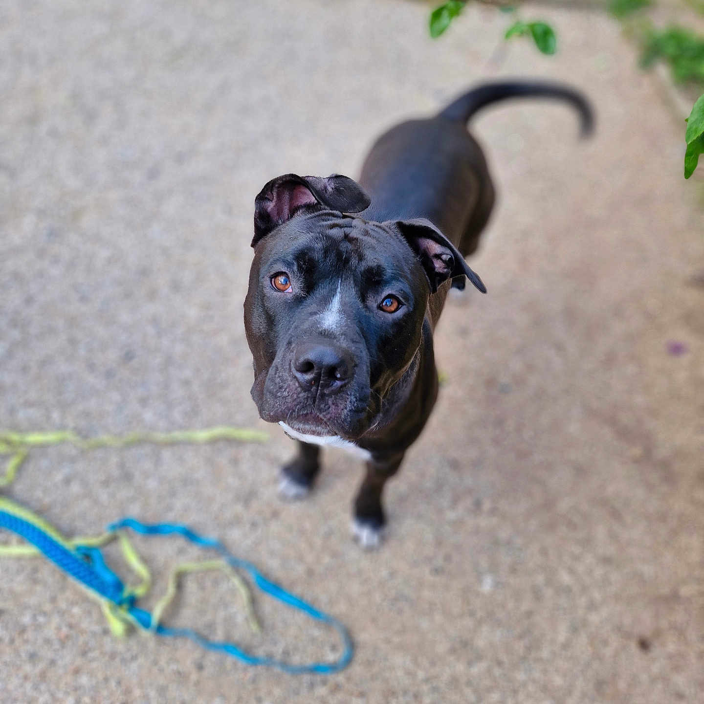 Simba participe au concours pour gagner de l'argent avec cette photo : accessories, animal, boxer, bulldog, canine, dog, flagstone, frenchbulldog, hound, labradorretriever, leash, machine, path, pet, pitbull, puppy, rope, spoke, strap, walkway