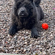 Denzel is registered to the contest to win money with this photo: dog, chow_chow, black_dog, pebbles, orange_ball, outdoor, pet, animal, fur, cute, lying_down, tongue, playful, close_up, nature, portrait, fluffy, paw, face, resting