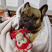 Texas a rejoint le concours — aidez-le/la à gagner de superbes lots ! dog, french_bulldog, blanket, plush_toy, indoor, cozy, snuggled, brown, white, fur, ears, face, pet, cute, resting, pillow, fabric, comfort, animal, portrait
