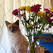 Alma is registered to the contest to win money with this photo: cat, flower, bouquet, vase, indoor, curtain, table, plant, pet, feline, blue_eyes, fluffy, colorful, still_life, domestic_animal, household, natural_light, decor, sitting, closeup