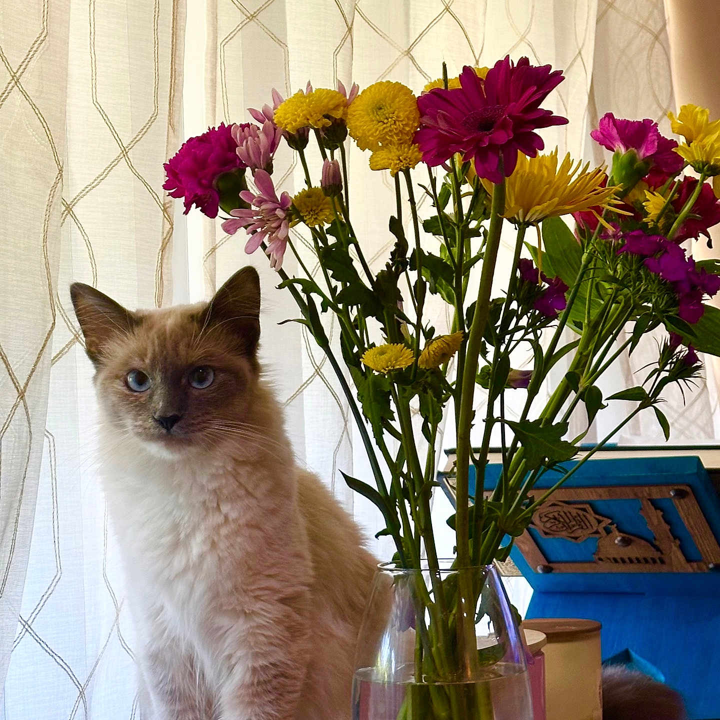 Alma is registered to the contest to win money with this photo: cat, flower, bouquet, vase, indoor, curtain, table, plant, pet, feline, blue_eyes, fluffy, colorful, still_life, domestic_animal, household, natural_light, decor, sitting, closeup