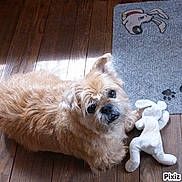 Clem participe au concours pour gagner de l'argent avec cette photo : animal, brown_fur, cartoon, cute, dog, domestic, flooring, fur, gray_mat, home, indoor, light, looking_up, mat, pet, plush_toy, shadow, small_dog, toy, wooden_floor