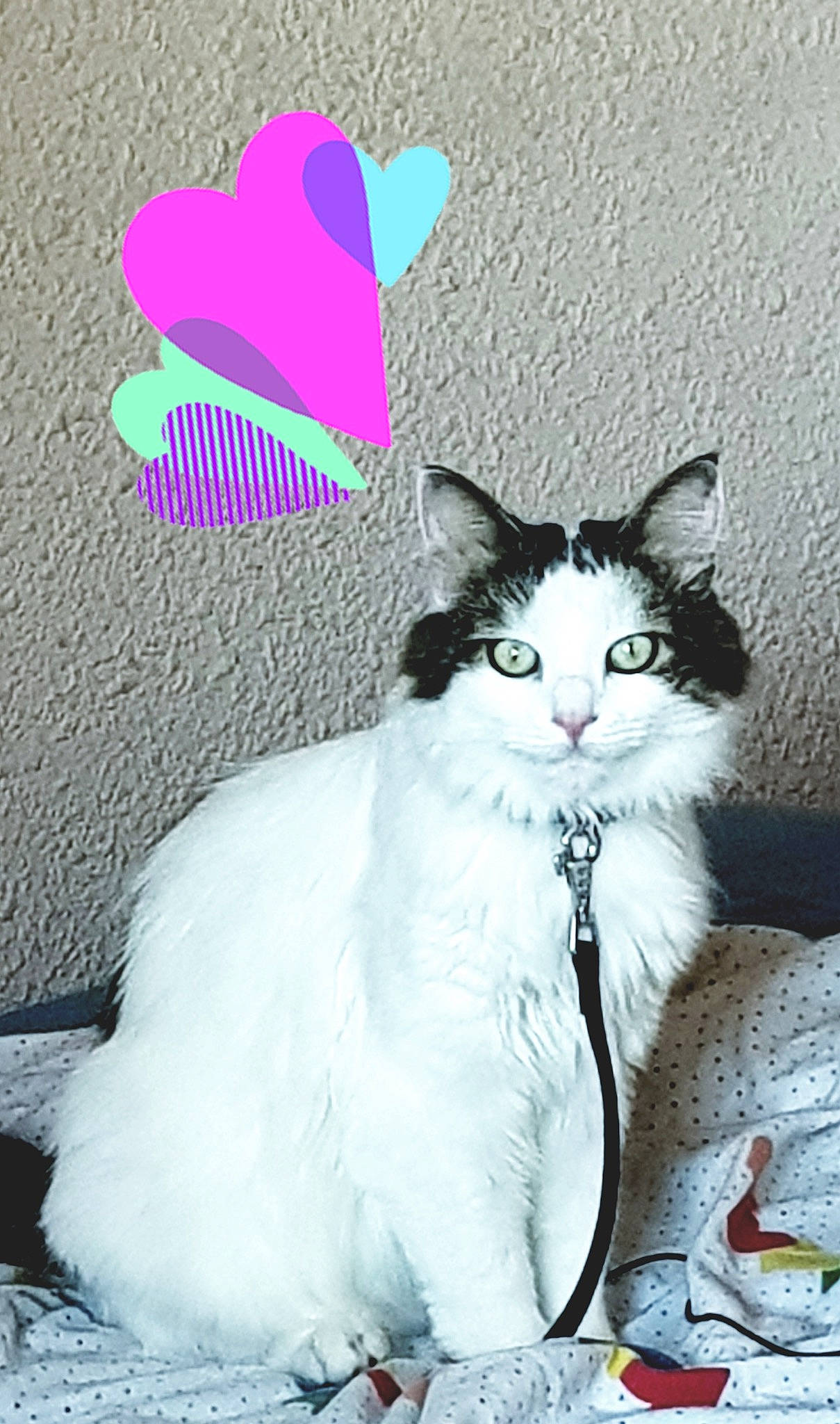 Nestor participe au concours pour gagner de l'argent avec cette photo : art, carnivore, cat, domestic_short_haired_cat, felidae, font, fur, graphics, magenta, pattern, paw, small_to_medium_sized_cats, tail, whiskers