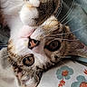 cat, tabby, pet, animal, whiskers, paw, cute, lying_down, floral_pattern, blanket, close_up, fur, face, eyes, indoor, domestic, resting, playful, mammal, young_cat