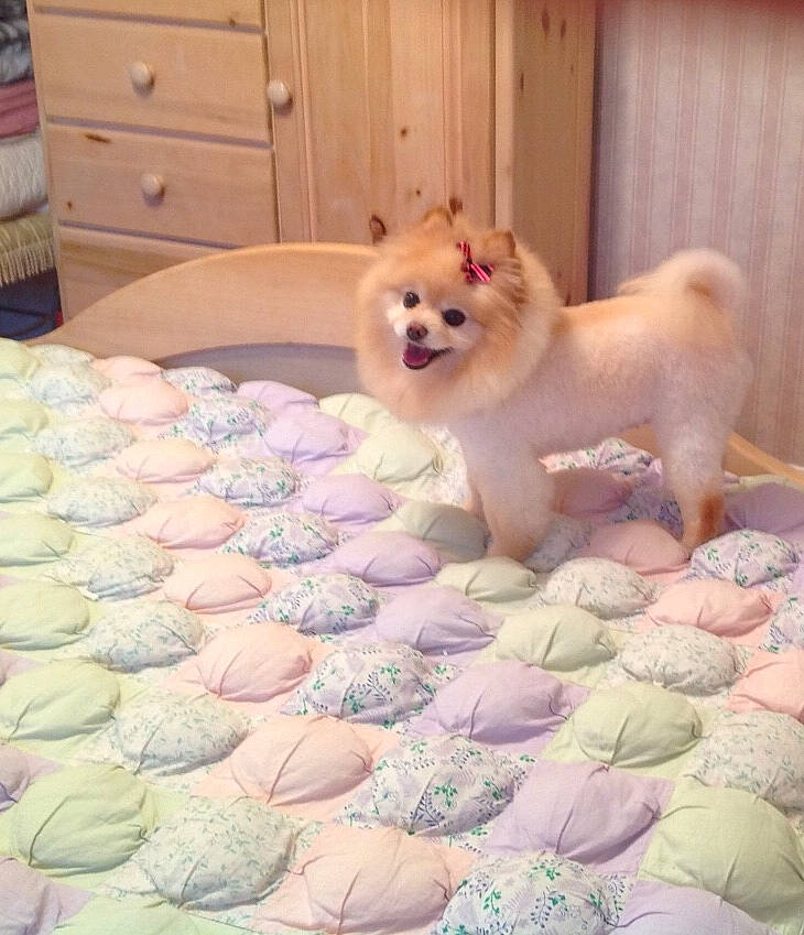 Bridget is registered to the contest to win money with this photo: cabinetry, canidae, carnivore, companion_dog, dog, dog_breed, dog_supply, drawer, dresser, fawn, flooring, linens, pink, purple, snout, spitz, sporting_group, tail, toy_dog, working_animal