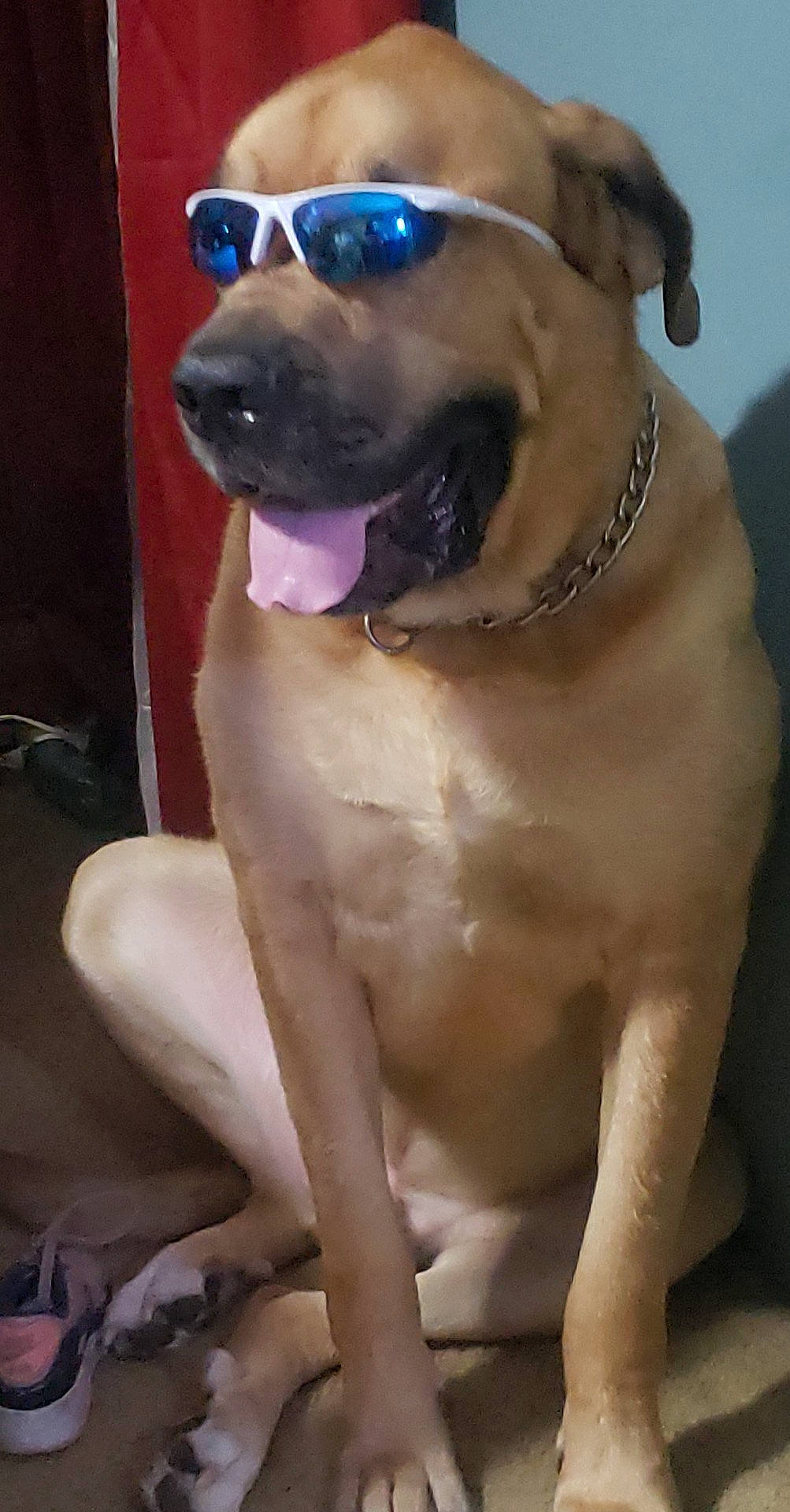 Sullivan is registered to the contest to win money with this photo: accessories, animal, boxer, bulldog, canine, clothing, dog, face, footwear, head, hound, labradorretriever, person, pet, photography, portrait, puppy, shoe, sneaker, sunglasses