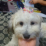Kirra is registered to the contest to win money with this photo: animal, background, bed, bedspread, bow, cute, dog, domestic_animal, fluffy, hand, human_hand, indoor, keyboard, laptop, notebook, person, pet, relaxed, resting, white_dog