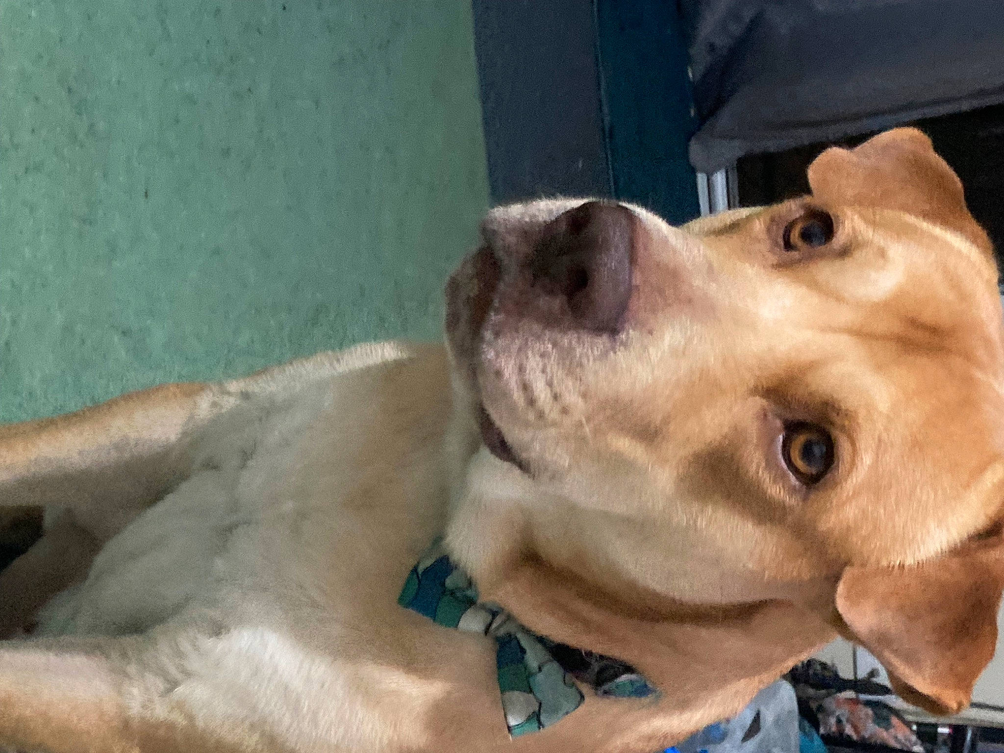 Brawley Ball joined the competition — help win amazing prizes! canidae, carnivore, collar, companion_dog, dog, dog_breed, dog_collar, dog_supply, ear, fawn, fur, jaw, liver, pet_supply, retriever, selfie, snout, sporting_group, whiskers, working_animal