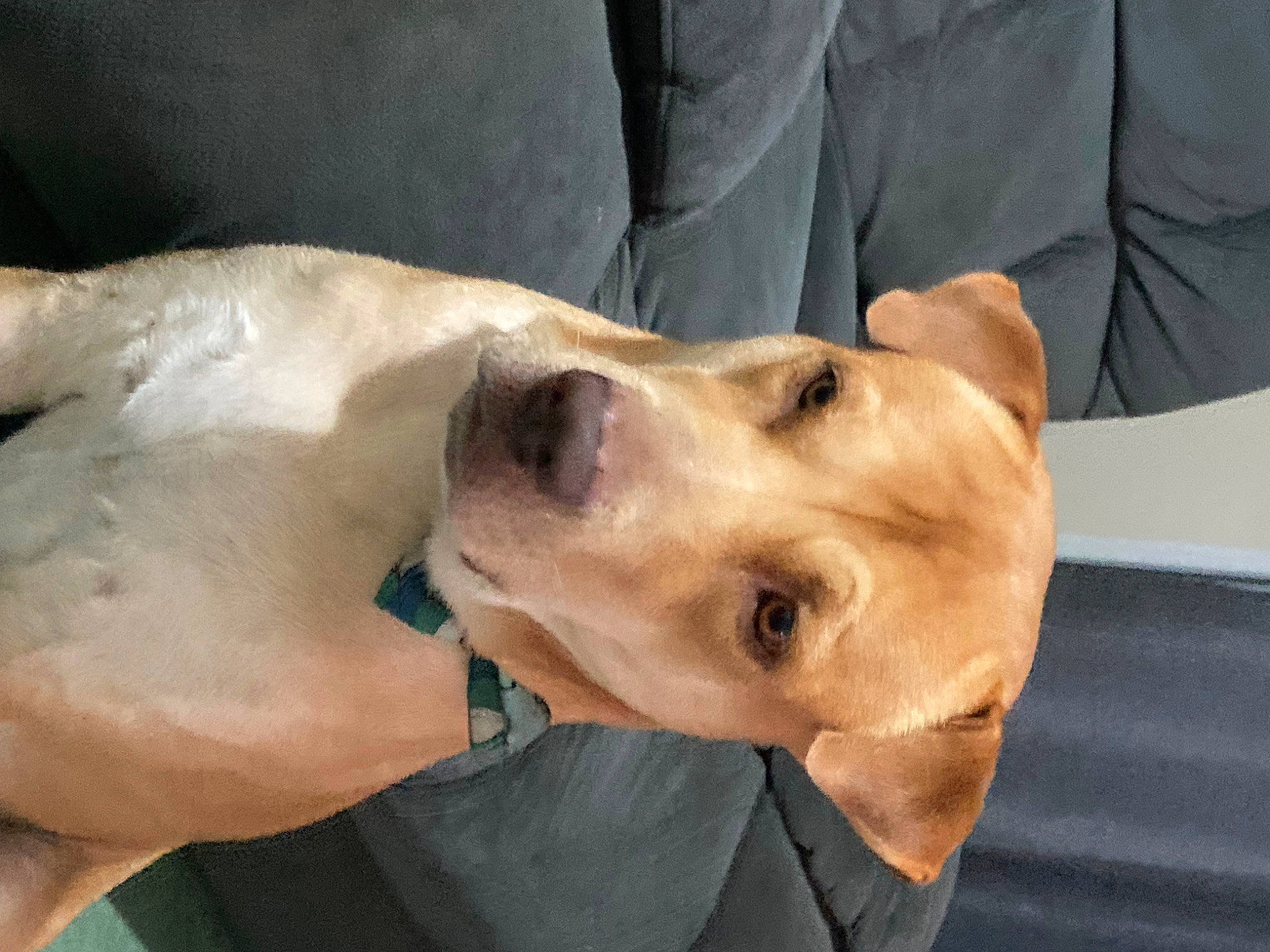 Brawley Ball joined the competition — help win amazing prizes! canidae, carnivore, collar, companion_dog, dog, dog_breed, dog_collar, ear, fawn, fur, jaw, natural_material, pet_supply, snout, sporting_group, terrestrial_animal, whiskers, working_animal