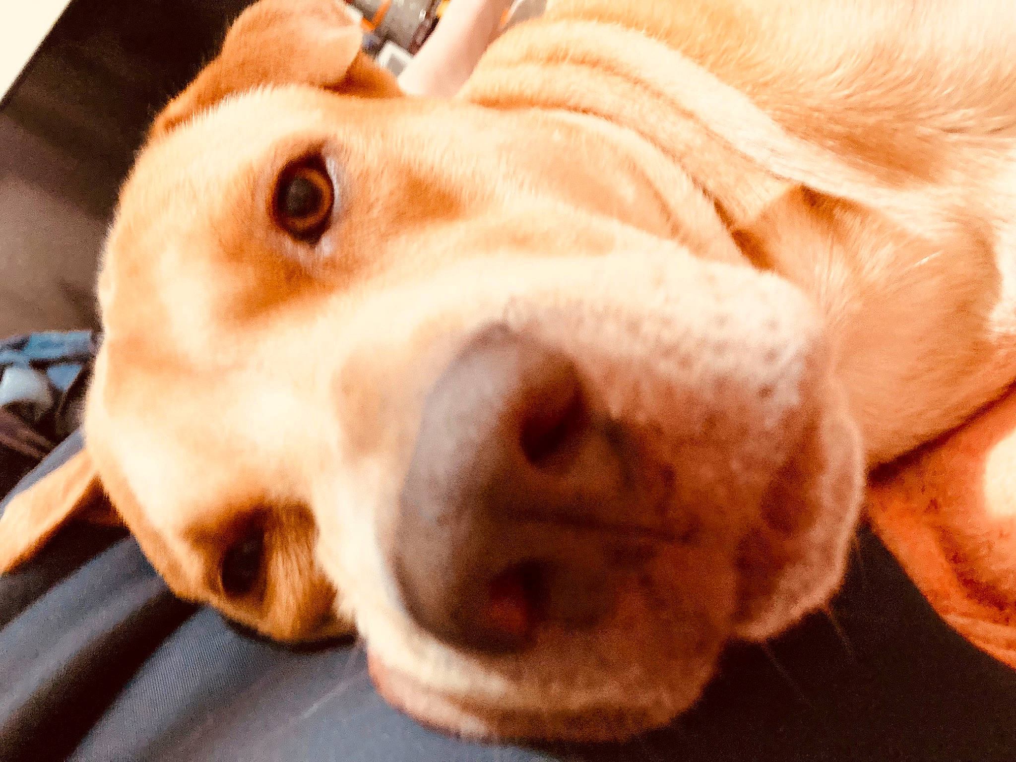 Brawley Ball is registered to the contest to win money with this photo: canidae, carnivore, close_up, collar, companion_dog, dog, dog_breed, dog_collar, ear, fawn, fur, jaw, liver, puppy, retriever, selfie, sporting_group, whiskers, working_animal, wrinkle