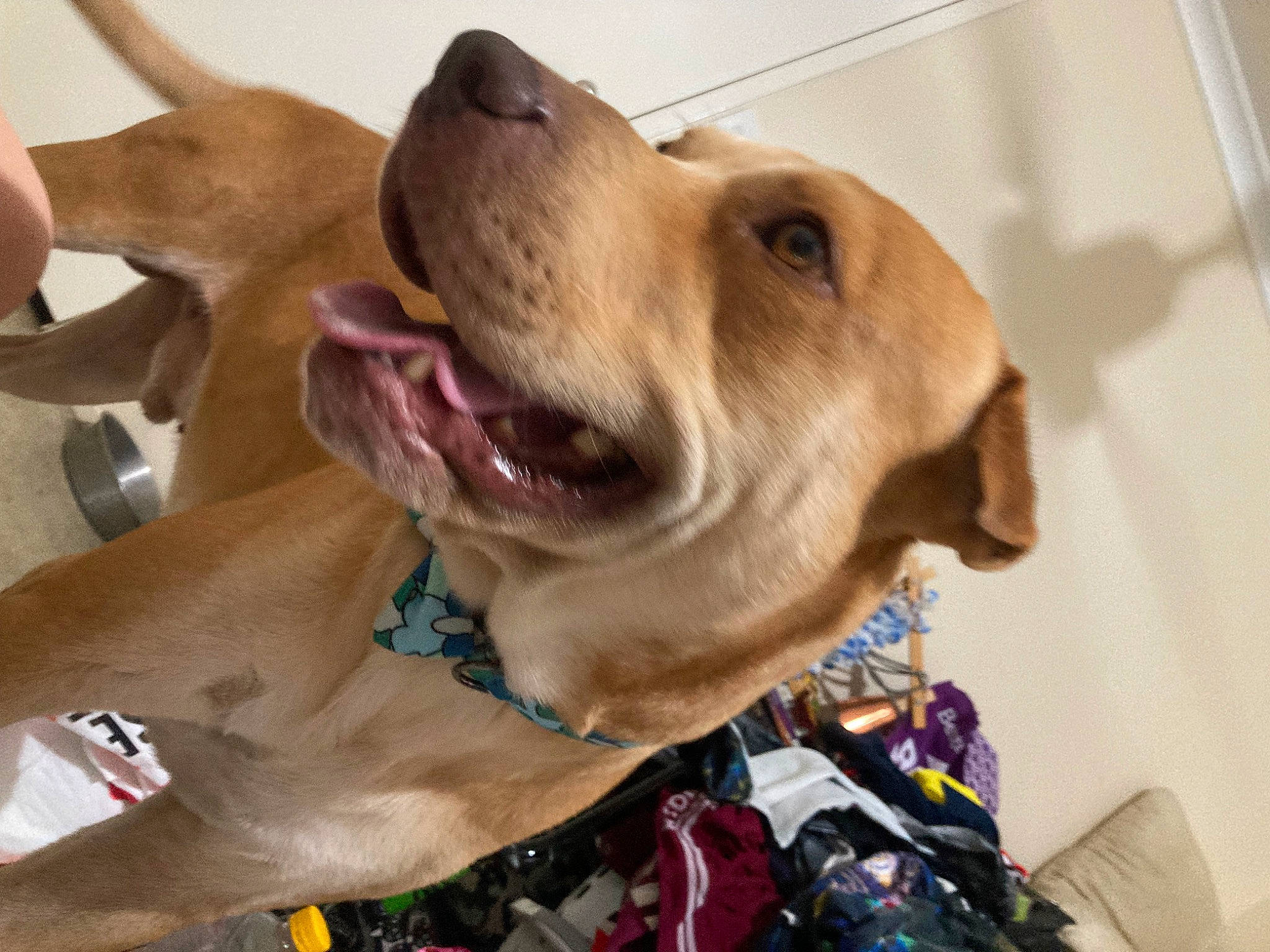 Brawley Ball is registered to the contest to win money with this photo: canidae, carnivore, collar, companion_dog, dog, dog_breed, dog_collar, dog_supply, ear, fawn, gun_dog, leash, liver, pet_supply, retriever, snout, sporting_group, whiskers, working_animal, working_dog