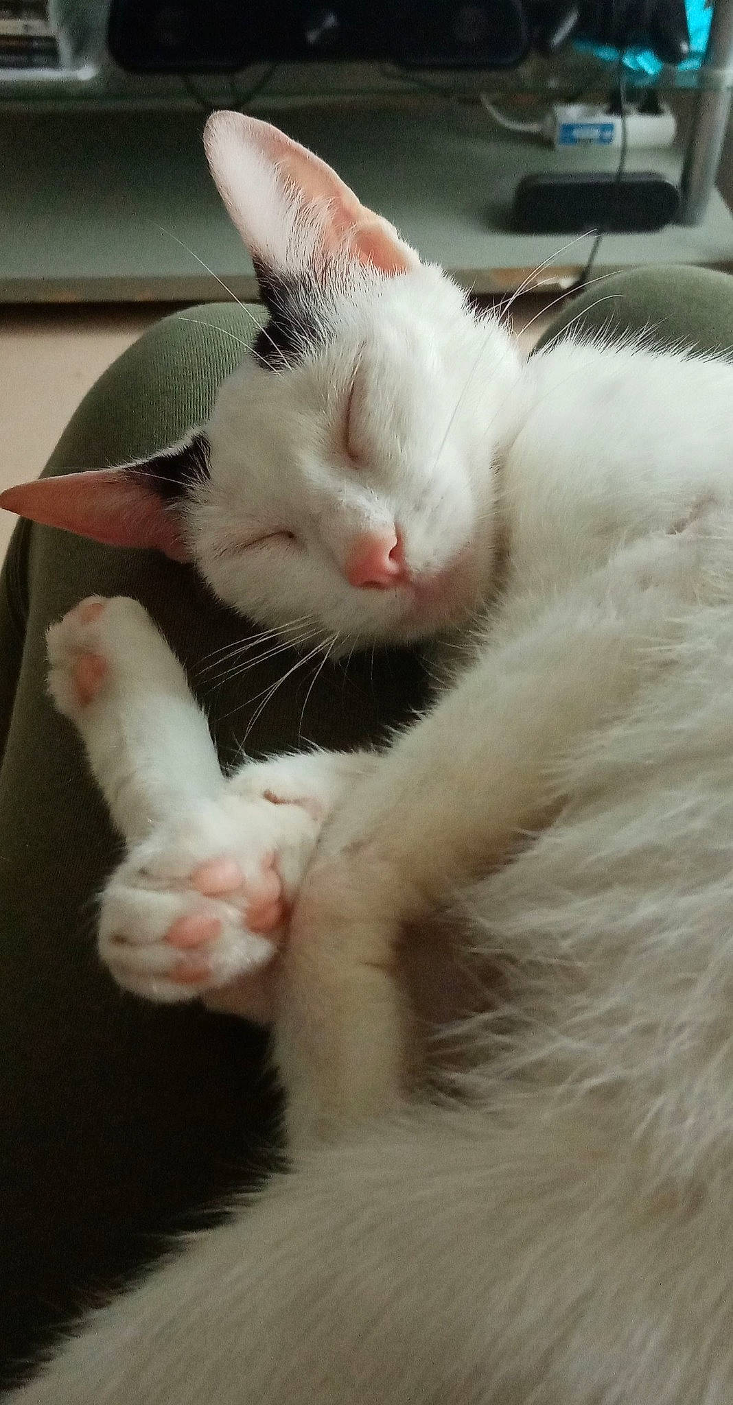 Leïla participe au concours pour gagner de l'argent avec cette photo : carnivore, cat, claw, comfort, domestic_short_haired_cat, ear, eyelash, fawn, felidae, foot, fur, gesture, nail, nap, paw, small_to_medium_sized_cats, snout, tail, whiskers