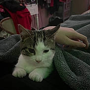 Roman is registered to the contest to win money with this photo: animal, bedroom, blanket, cat, clothing, comfort, cozy, dim_light, domestic_animal, feline, fur, furniture, hand, home, indoor, person, pet, relaxation, resting, soft_texture