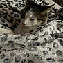 Roman is registered to the contest to win money with this photo: animal, bed, blanket, cat, closeup, comfort, cozy, cute, domestic, feline, fur, indoor, leopard_print, pet, relaxed, resting, sleepy, snug, soft_texture, warm