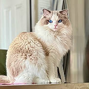 Pepper joined the competition — help win amazing prizes! cat, fluffy, blue_eyes, sitting, indoor, pet, feline, long_hair, cream_color, beige_color, curious, portrait, domestic_animal, whiskers, tail, soft_fur, table, household, animal, cute