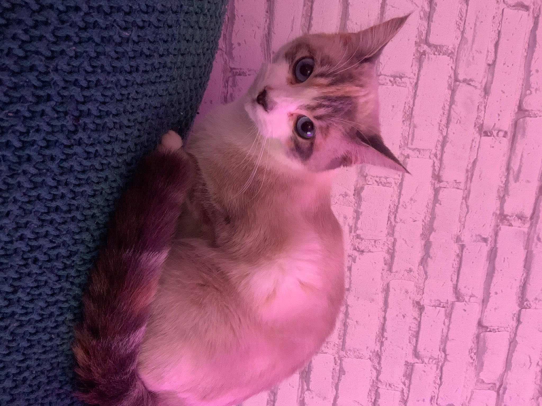 Freya a rejoint le concours — aidez-le/la à gagner de superbes lots ! balinese, carnivore, cat, claw, dog_breed, domestic_short_haired_cat, fawn, felidae, fur, grey, magenta, paw, pink, purple, siamese, small_to_medium_sized_cats, snout, tail, thai, whiskers