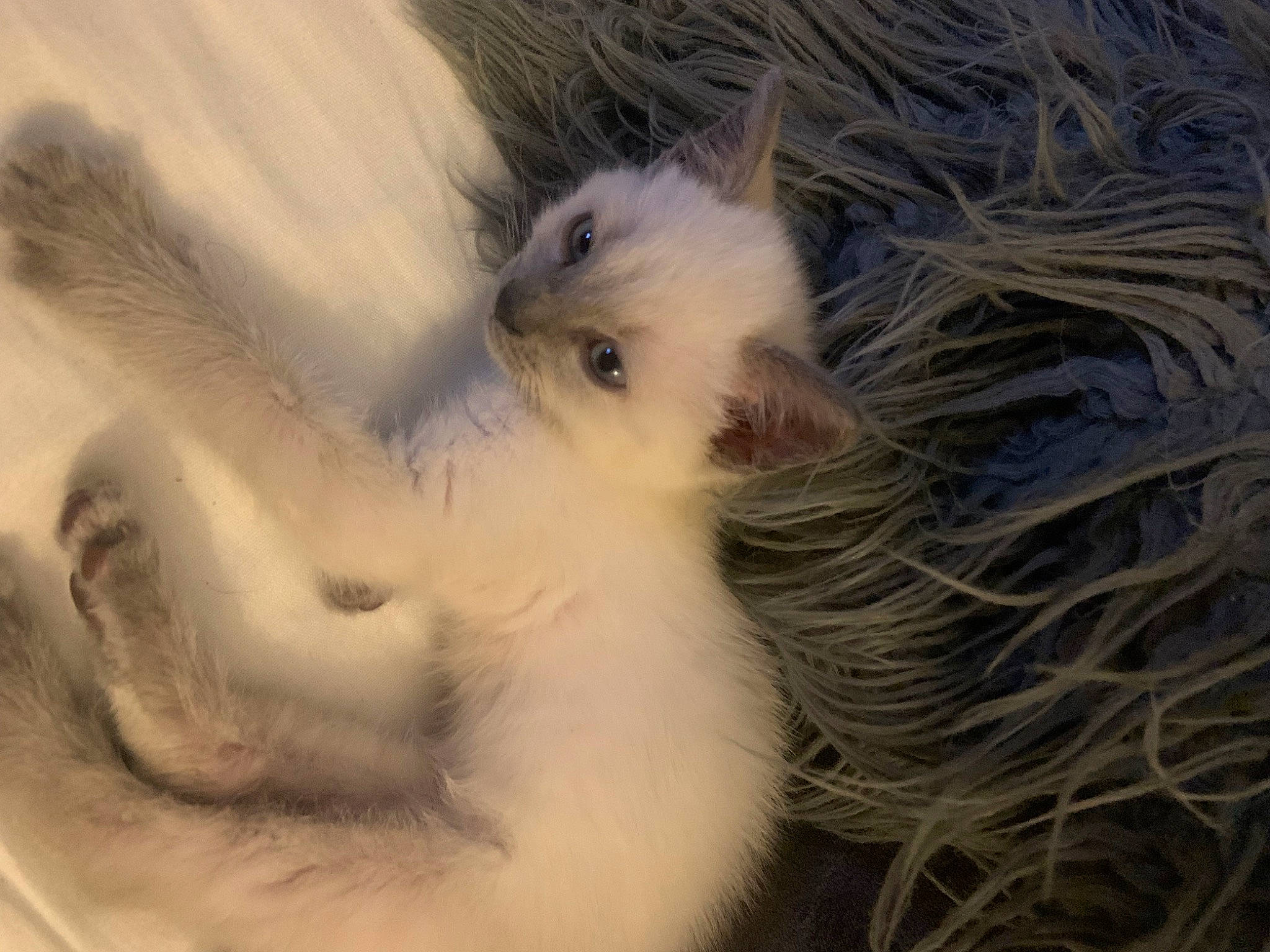 Zelda participe au concours pour gagner de l'argent avec cette photo : art, british_longhair, canidae, carnivore, cat, claw, dog_breed, fawn, feather, felidae, fur, paw, ragdoll, small_to_medium_sized_cats, snout, tail, terrestrial_animal, whiskers, wildlife