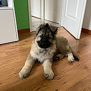 Inaïa participe au concours pour gagner de l'argent avec cette photo : animal, canine, companion, curious, cute, dog, domestic, flooring, fluffy, green_wall, house, indoor, mammal, pet, puppy, relaxing, tilted_head, white_doors, wooden_floor, young_dog