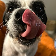 Angus is registered to the contest to win money with this photo: animal, black_and_white, black_fur, candid, canine, close_up, dog, eyes, funny, fur, indoor, nose, orange_fabric, pet, pink_tongue, portrait, silly, tongue, whiskers, white_fur