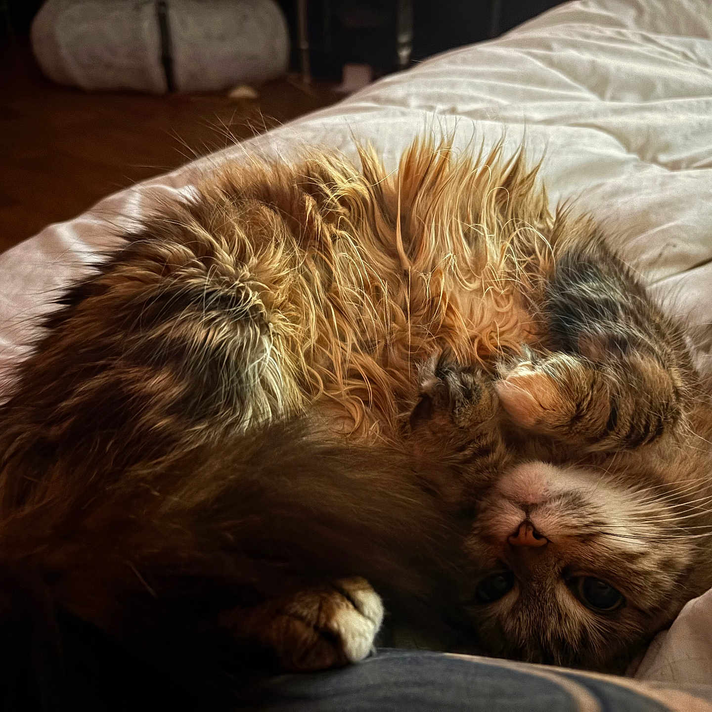 Jordan Goubet participe au concours pour gagner de l'argent avec cette photo : animal, bed, blanket, cat, comfort, cozy, cute, feline, fluffy, fur, indoor, paws, pet, portrait, relaxed, resting, sleepy, tabby, warm, whiskers
