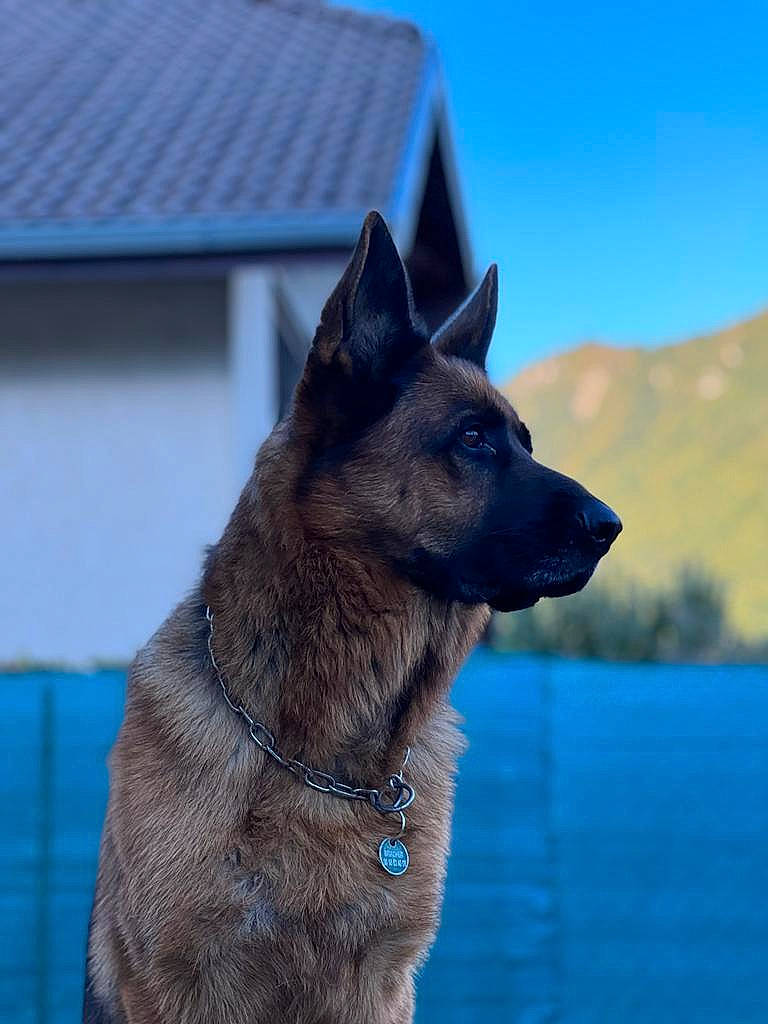 Phalco participe au concours pour gagner de l'argent avec cette photo : canidae, carnivore, collar, companion_dog, dog, dog_breed, dog_collar, east_european_shepherd, electric_blue, fawn, fur, sky, snout, solar_energy, sporting_group, terrestrial_animal, water, working_animal, working_dog