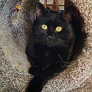 Boris joined the competition — help win amazing prizes! abyssinian, animal, blackcat, cat, kitten, manx, pet