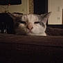 cat, indoor, couch, sleepy, pet, animal, feline, face, relaxed, dim_lighting, living_room, television, doorway, wall, furniture, home, domestic, cute, whiskers, ears