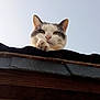 cat, animal, pet, roof, sky, outdoor, curious, paw, ears, whiskers, feline, closeup, daylight, texture, wood, tiles, resting, looking_down, calm, nature