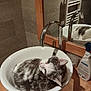 cat, sink, bathroom, mirror, reflection, faucet, wooden_counter, tile_wall, pet, domestic_animal, curled_up, gray_and_white, fur, resting, household, cleaning_product, relaxed, indoor, cute, animal