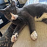 Yuji is registered to the contest to win money with this photo: cat, gray_cat, white_paws, table, marble_table, indoor, chair, furniture, pet, animal, whiskers, curious, relaxed, stretching, domestic_cat, mammal, yellow_eyes, fur, close_up, household
