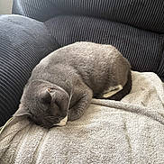 Yuji joined the competition — help win amazing prizes! cat, gray_cat, sleeping, towel, couch, indoor, pet, feline, resting, cozy, fur, whiskers, relaxation, home, comfort, animal, nap, domestic_cat, soft, curled_up